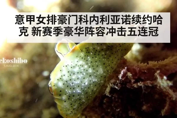 意甲女排豪门科内利亚诺续约哈克 新赛季豪华阵容冲击五连冠